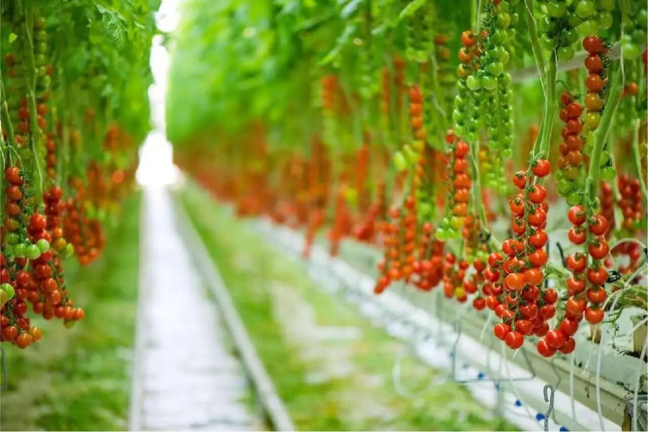 1770885008287.jpg 微信图片_2026-02-12_162938_918.jpg